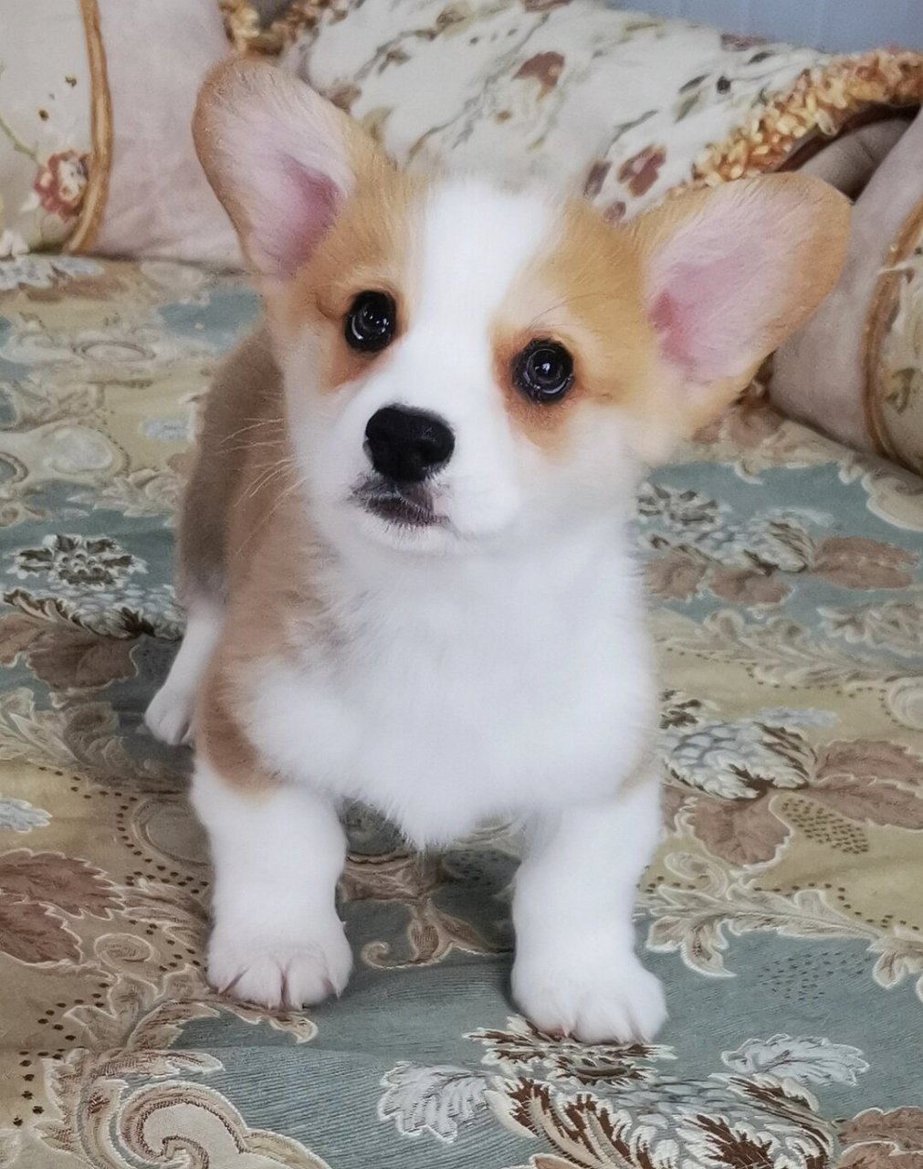 奶油脸柯基弟弟  岁月静好,家中稚趣盎然.