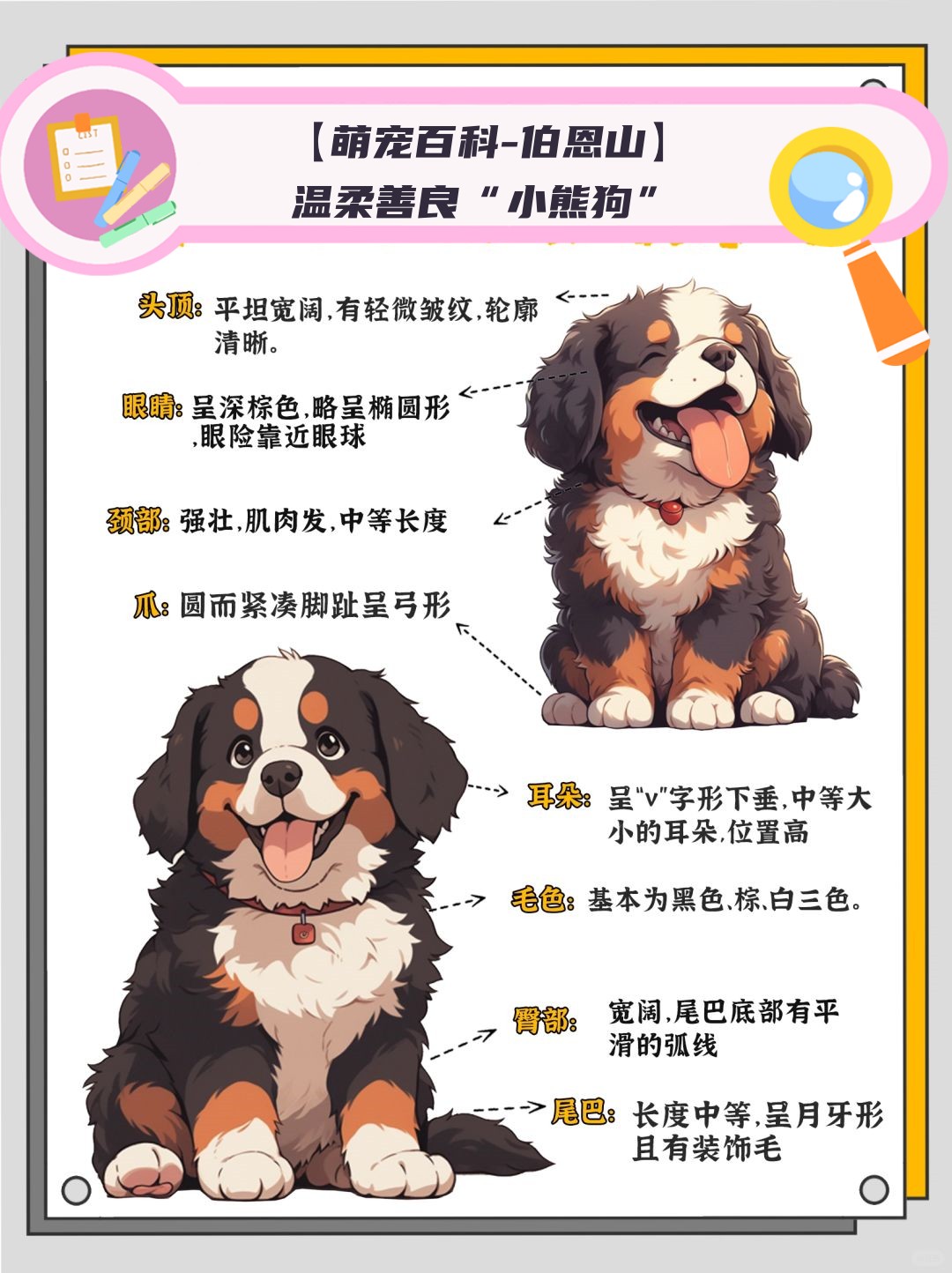 温柔善良小熊狗	 伯恩山犬源自瑞士历史悠久
