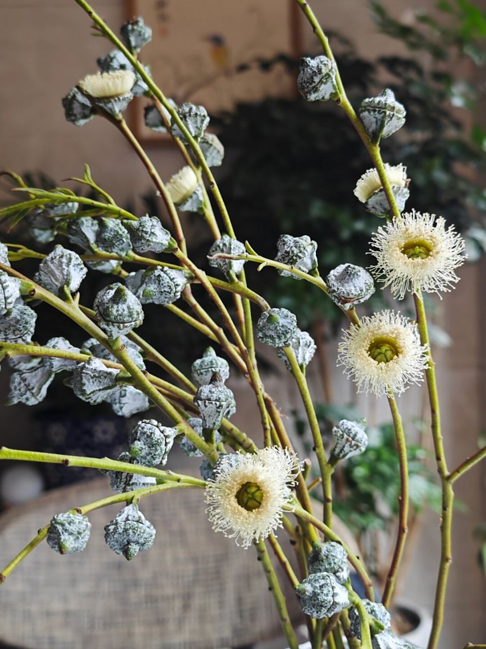 尤加利果开花时,会有一丝丝缕缕的花丝绽放,看起来非常妖娆,花语为"