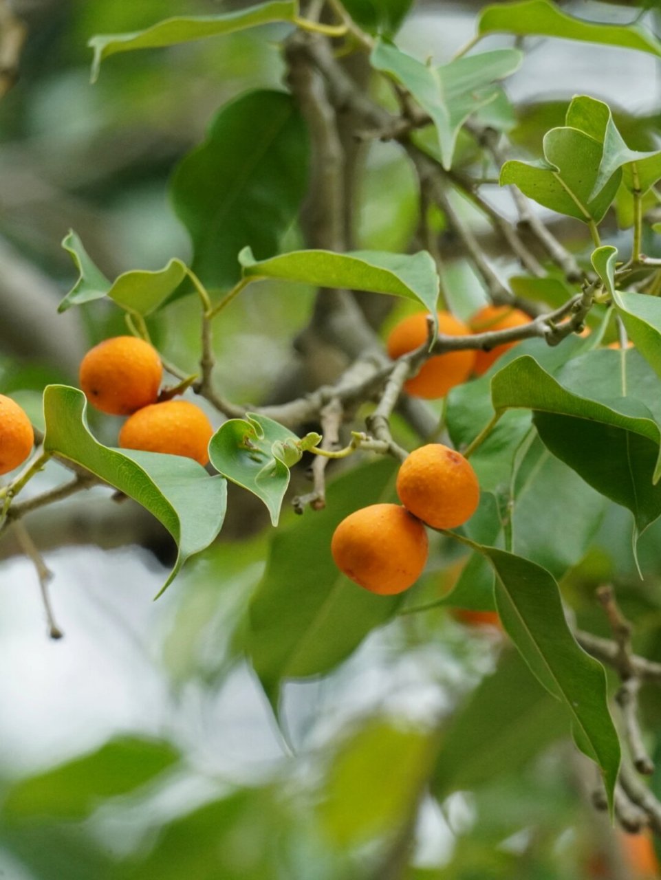 植物笔记276  垂叶榕(学名:ficus benjamina)是桑科榕属的植物.