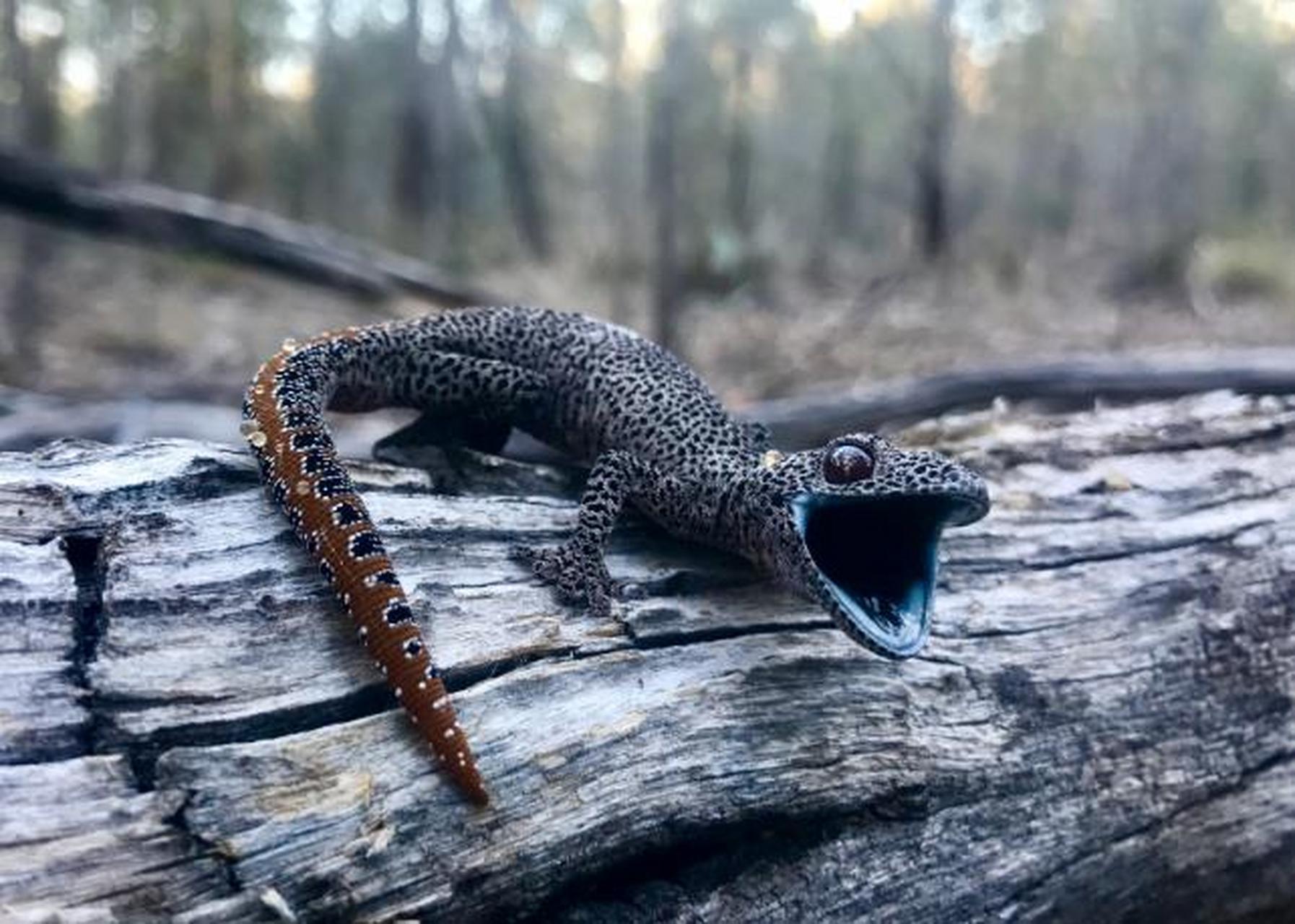 但喷不明液体的生物有许多,这种生活在澳大利亚的壁虎就具有这种能力