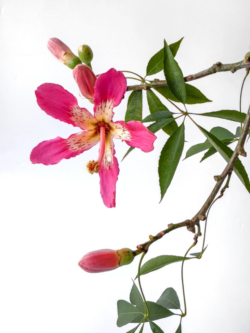 绘画素材:美丽异木棉  异木棉开花时,五彩斑斓,就像是从天而降的仙女