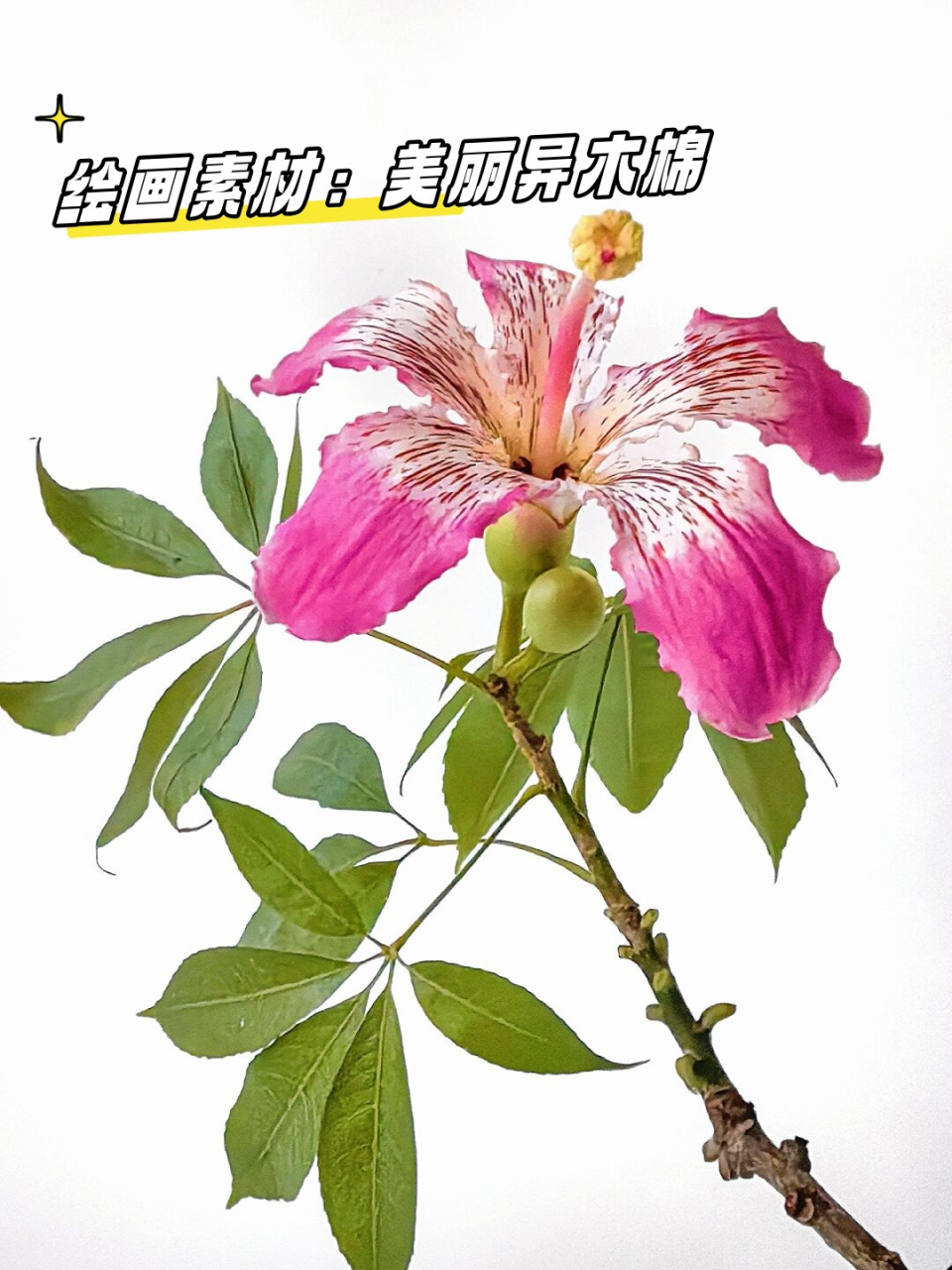 绘画素材:美丽异木棉  异木棉开花时,五彩斑斓,就像是从天而降的仙女