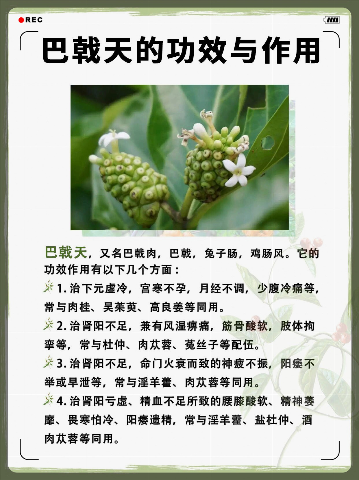 每天认识一味药【巴戟天】