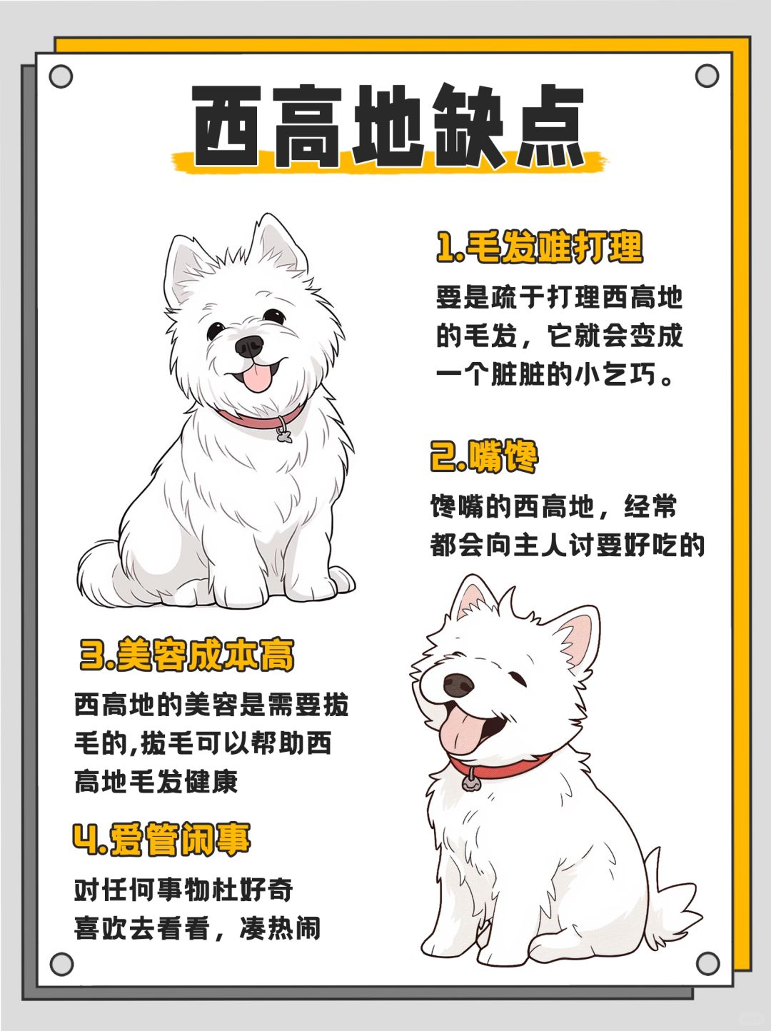 可爱的表情加上警觉的直立耳朵西高地白梗在一众梗犬中显得格外甜美