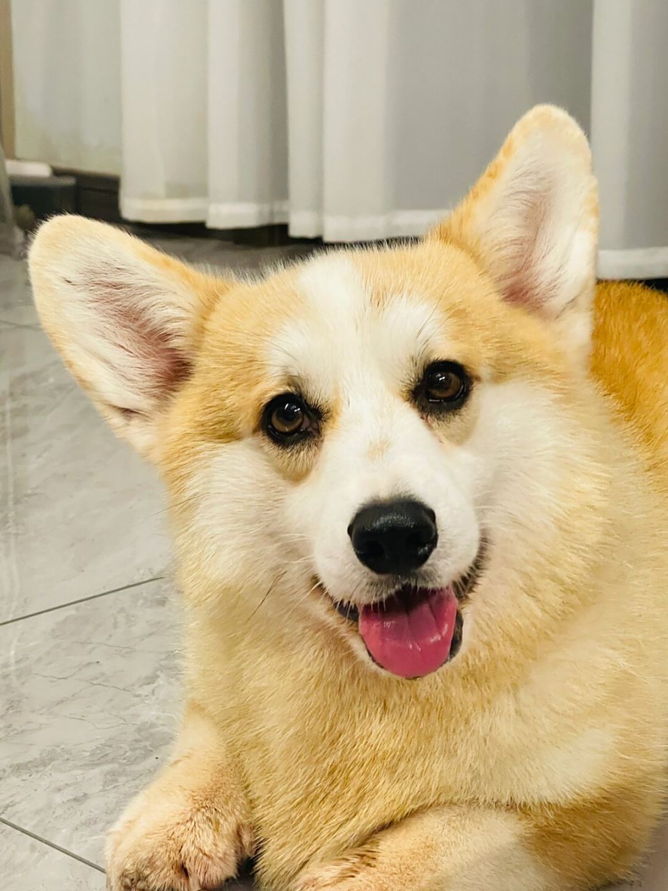 双血统奶油脸柯基  看起来是不是很纯正呢,大家帮忙鉴定一下