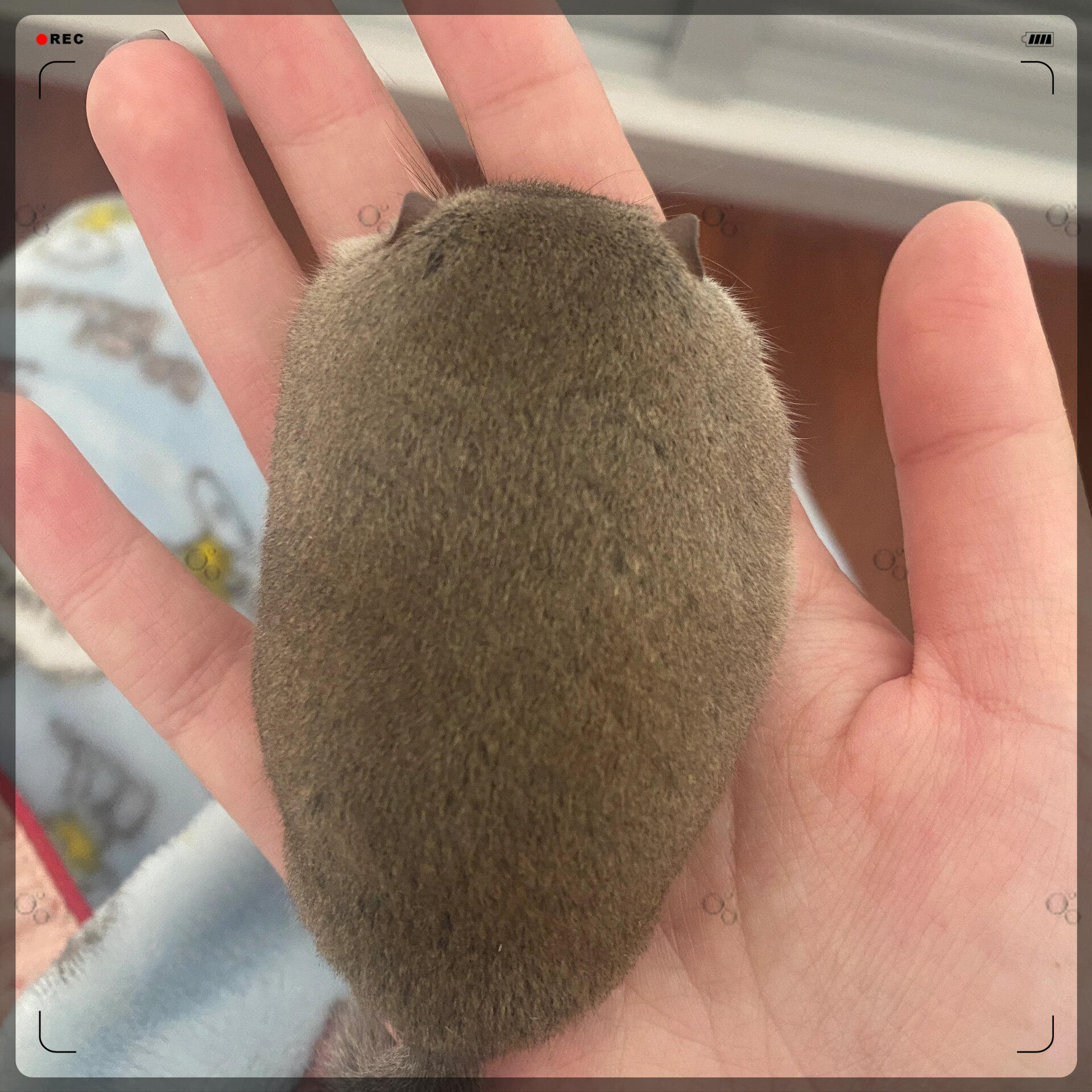 我的西班牙睡鼠长得就像是一颗熟透了的猕猴桃一样