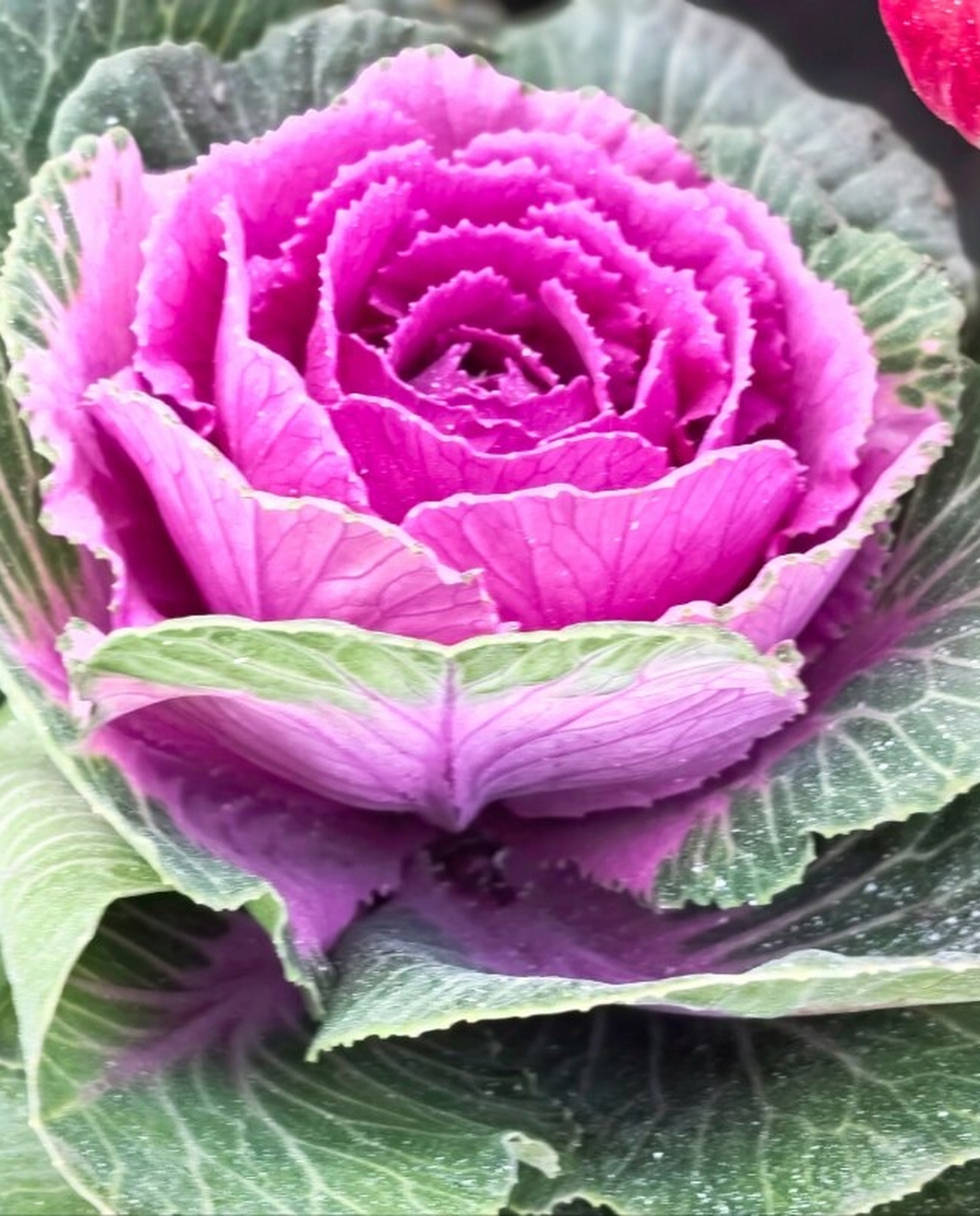 此外,野甘蓝还有许多别名,如包心菜,卷心菜,疙瘩白,猪肝心菜以及