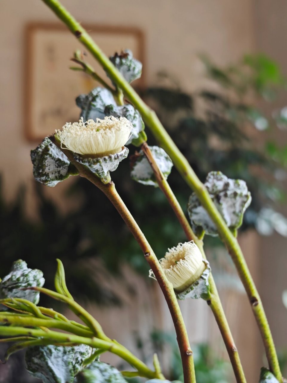 尤加利果开花时,会有一丝丝缕缕的花丝绽放,看起来非常妖娆,花语为"