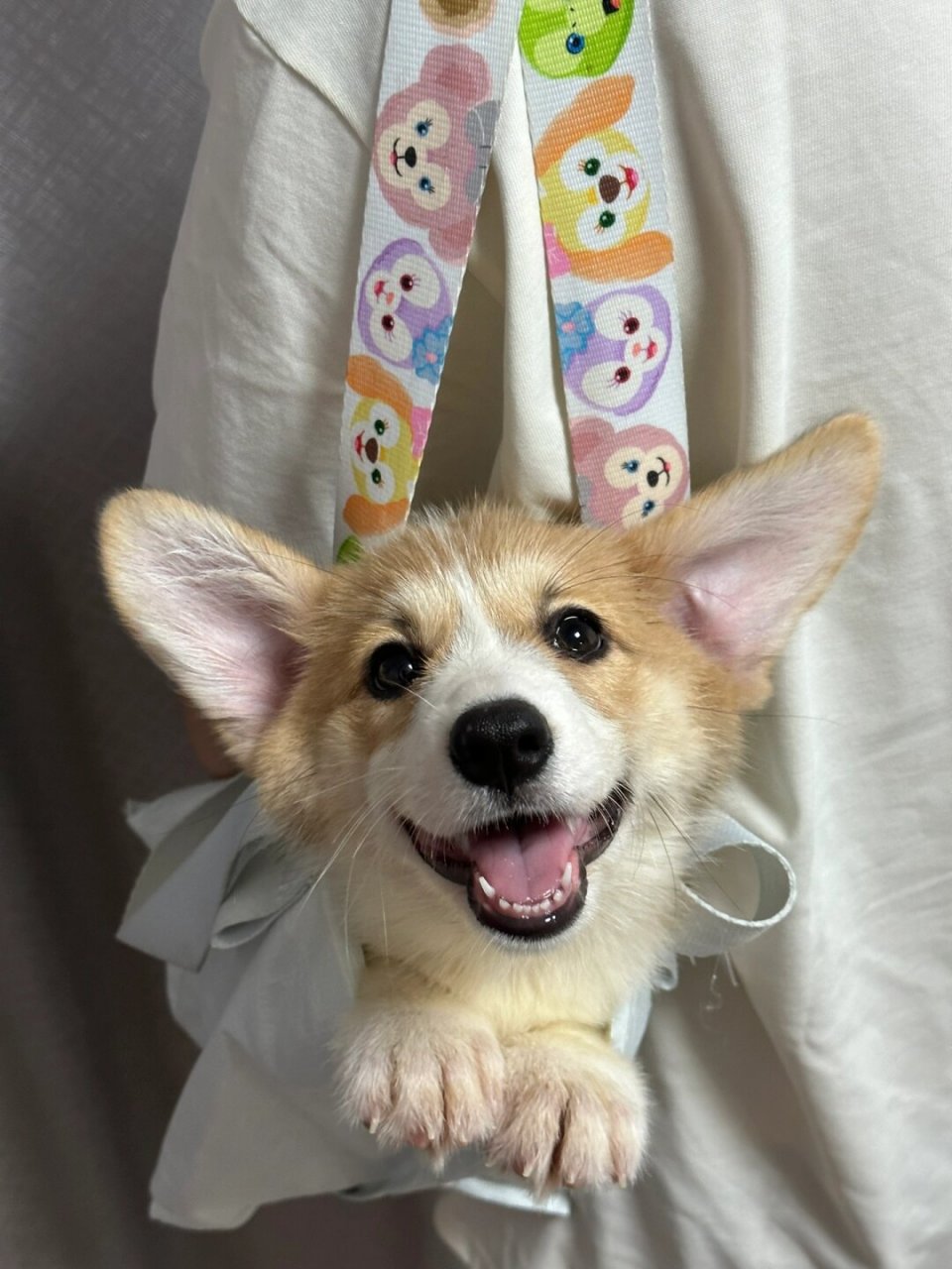 四只小可爱～柯基宝宝找家长～  超可爱奶油脸柯基幼犬,独特的黑色