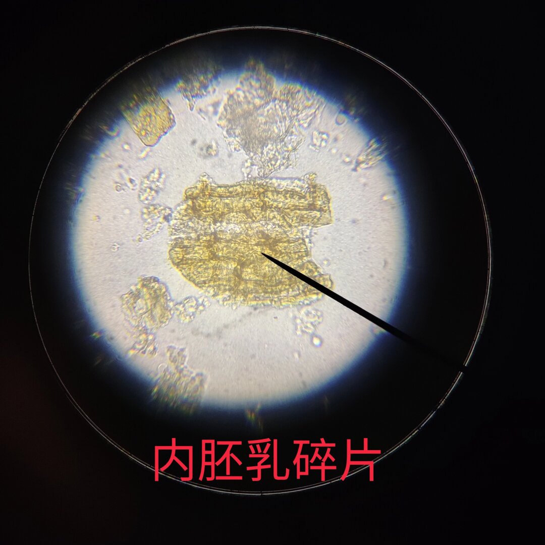 槟榔粉末显微镜图图片