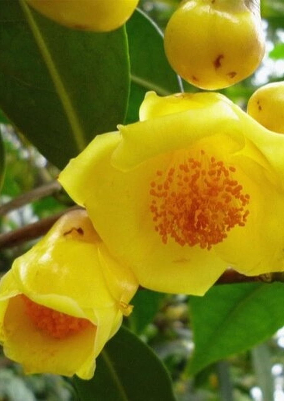 每天认识一种花,金花茶