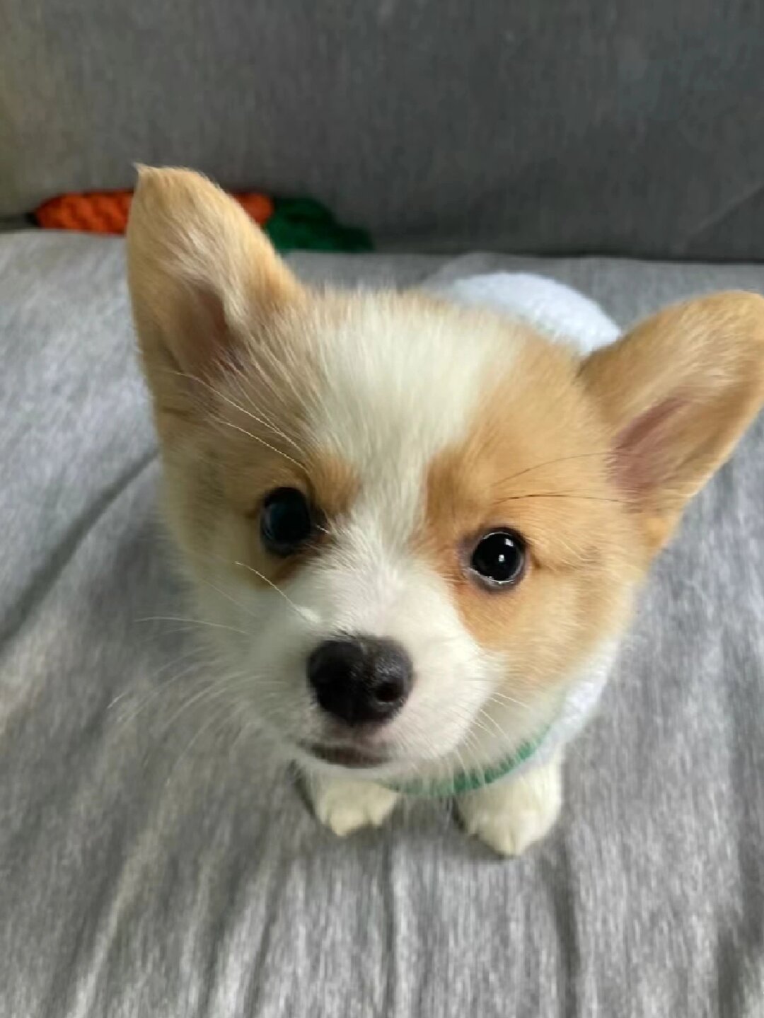 柯基幼犬,两个多月大,聪明活泼可爱
