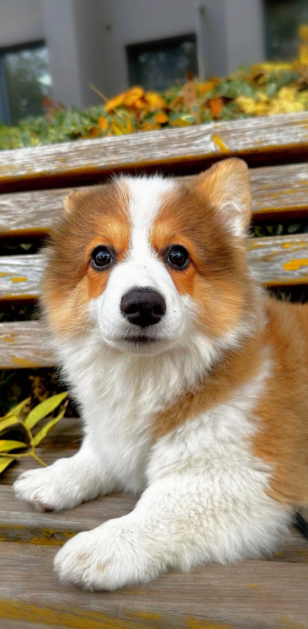 在这里,你将看到它从一个小小的柯基宝宝,如何逐渐成长为一个活泼