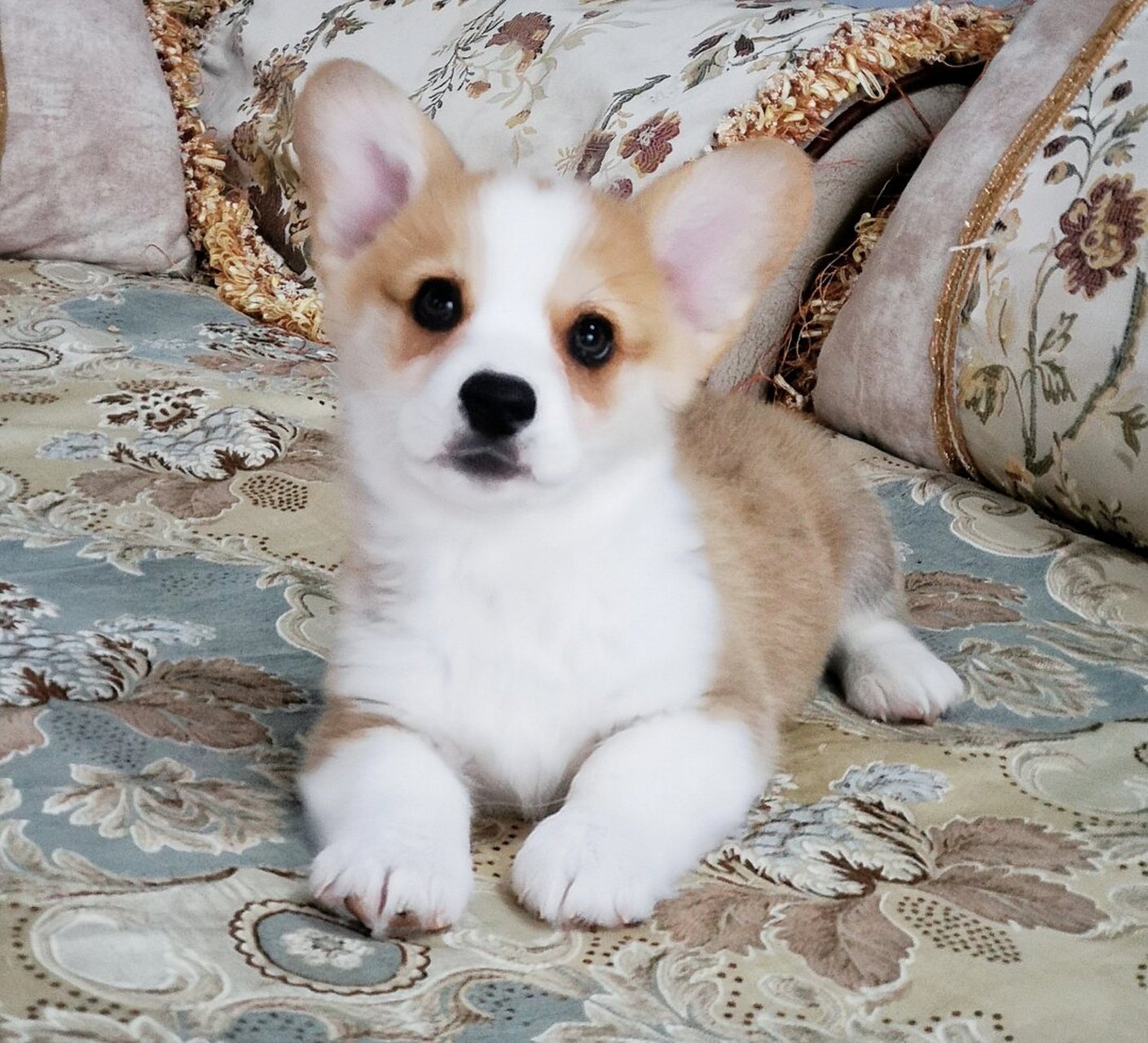 奶油脸柯基弟弟  岁月静好,家中稚趣盎然.