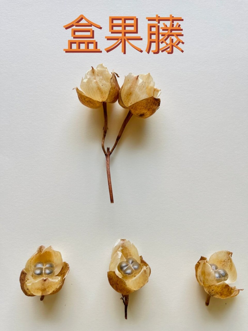 春花若雪【绣球绣线菊】   盒果藤是一种非常特别的植物,它的果实形状