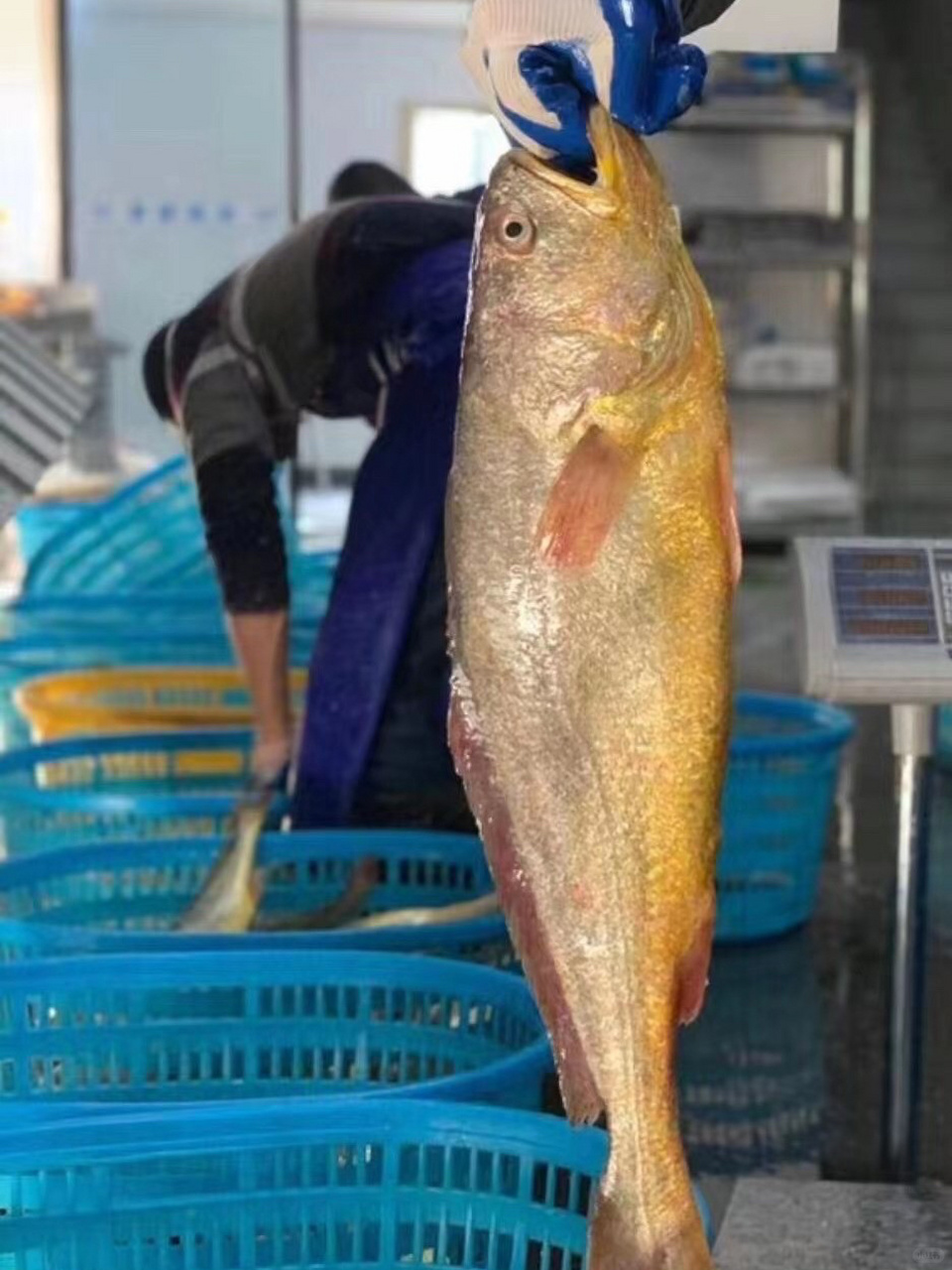 冬日美味,雪菜大黄鱼让你回味无穷!