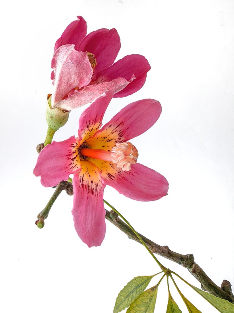 绘画素材:美丽异木棉  异木棉开花时,五彩斑斓,就像是从天而降的仙女