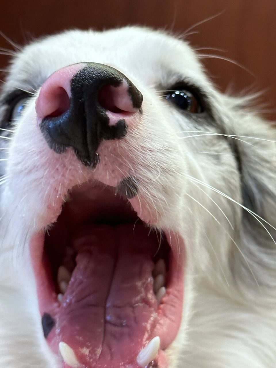 我想对它说:亲爱的伙伴,无需急于展现你的惊叹