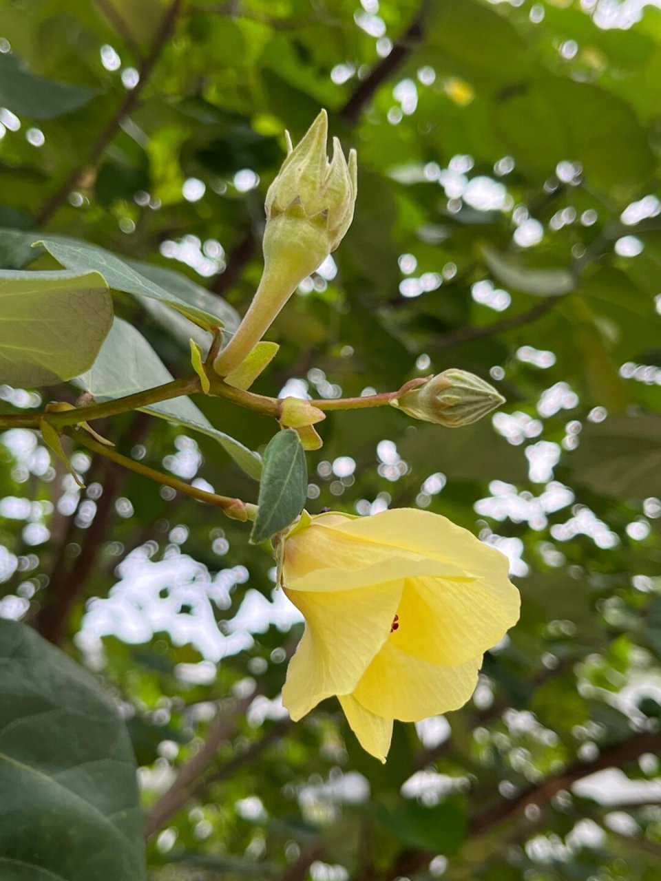 它以素静淡雅的花朵和奔放的生长姿态吸引着人们的目光.
