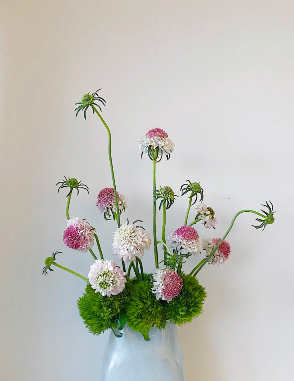 绿毛球与松虫草:自然之美的完美结合 在插花的世界里,绿毛球与松虫草