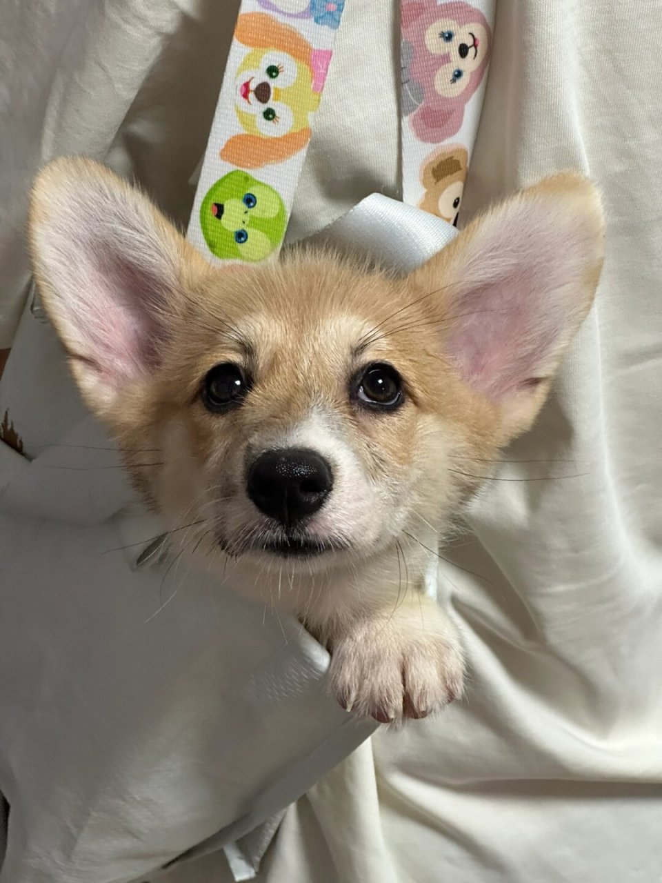 四只小可爱～柯基宝宝找家长～  超可爱奶油脸柯基幼犬,独特的黑色