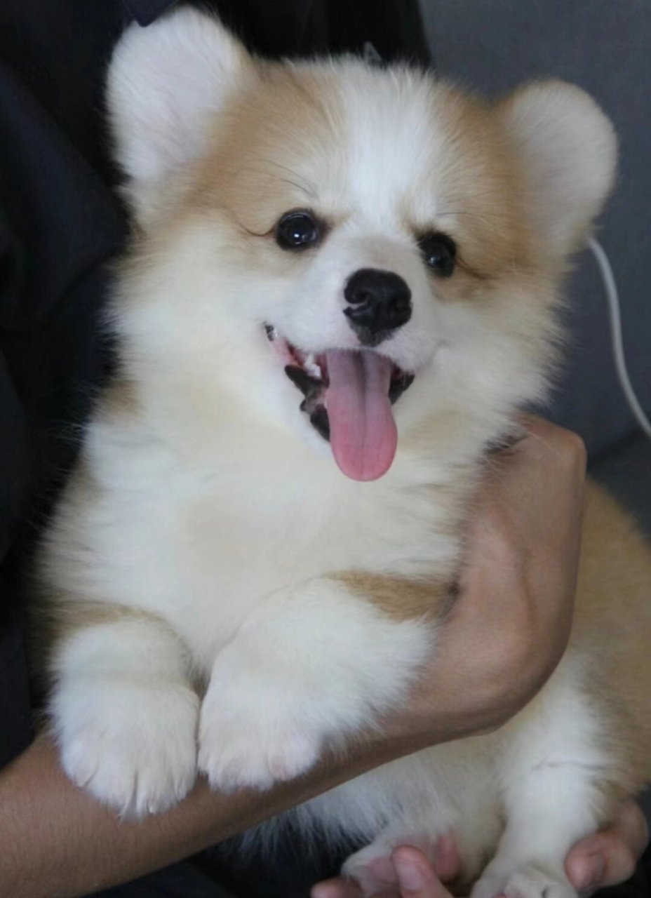 柯基有想要的吗  11月的第一张照片,一只可爱又粘人的小短腿柯基犬,让