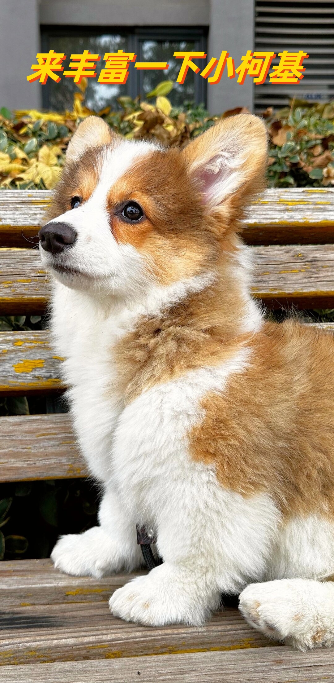 可爱柯基照片女性锁屏壁纸可爱柯基柯基照片大全图片