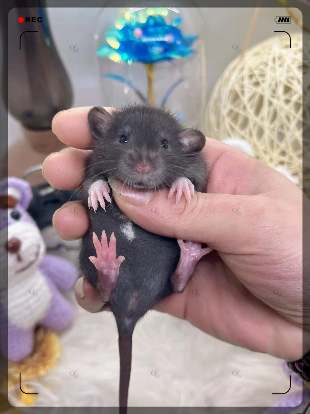 我在寻找一只黑色花枝鼠妹妹,带着飞象耳的那种