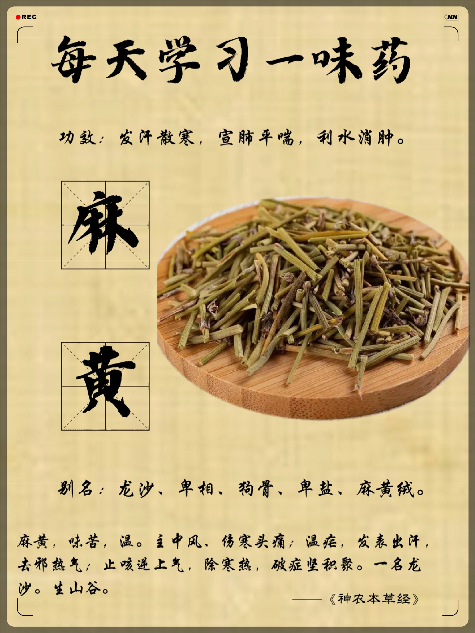 四大西北药材图片