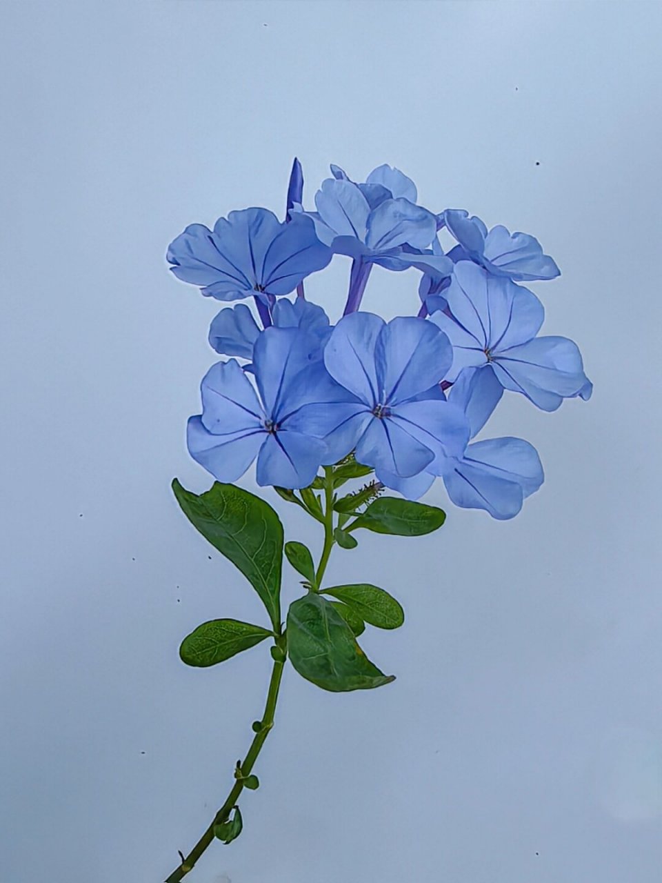 绘画素材:蓝花丹  蓝花丹,以其独特的蓝色花朵而闻名,是绘画中常用的