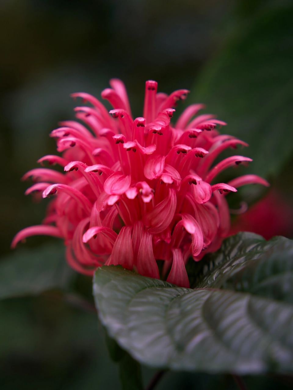 每日一花,珊瑚花  珊瑚花:巴西的艳丽之花  珊瑚花,别名巴西羽花,是