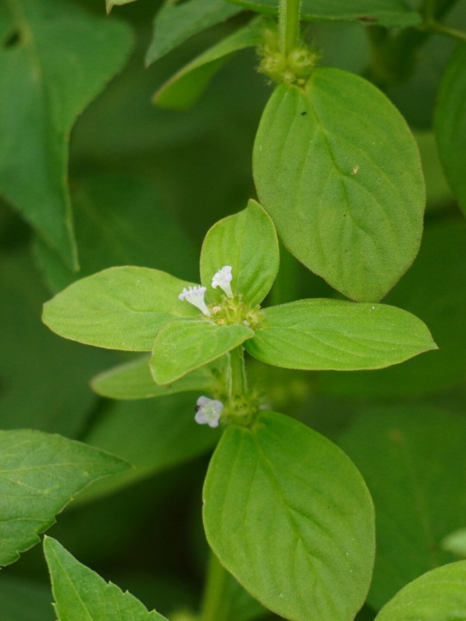 阔叶丰花草茎和枝均为明显的四棱柱形;叶椭圆形或卵状长圆形,花数朵