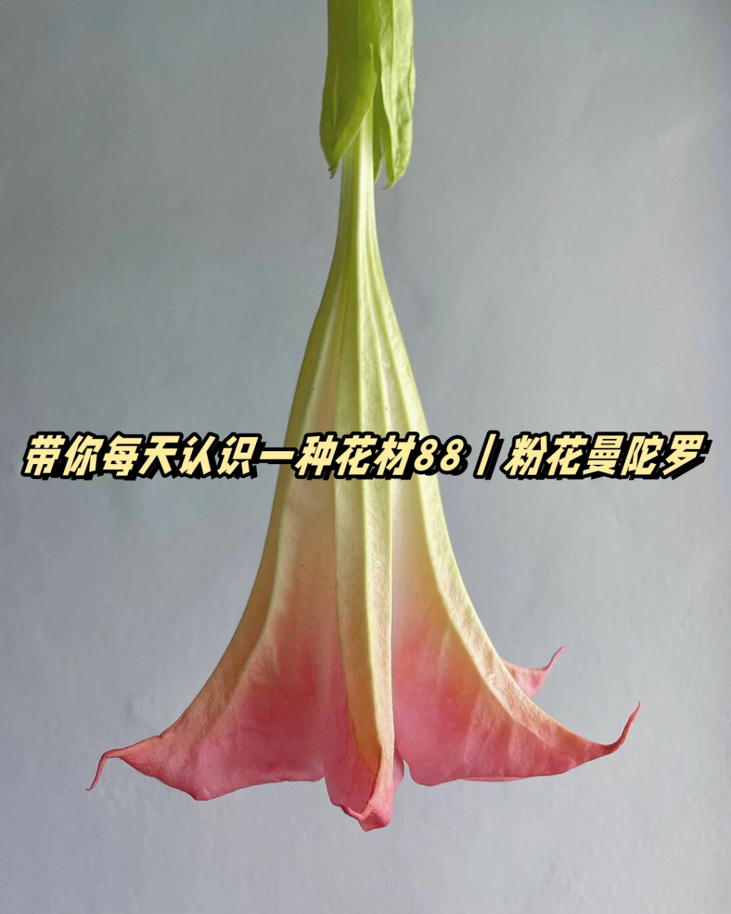 粉花曼陀罗花语为:渴望被爱,祈求爱情.多用于新娘捧花或婚礼装饰.