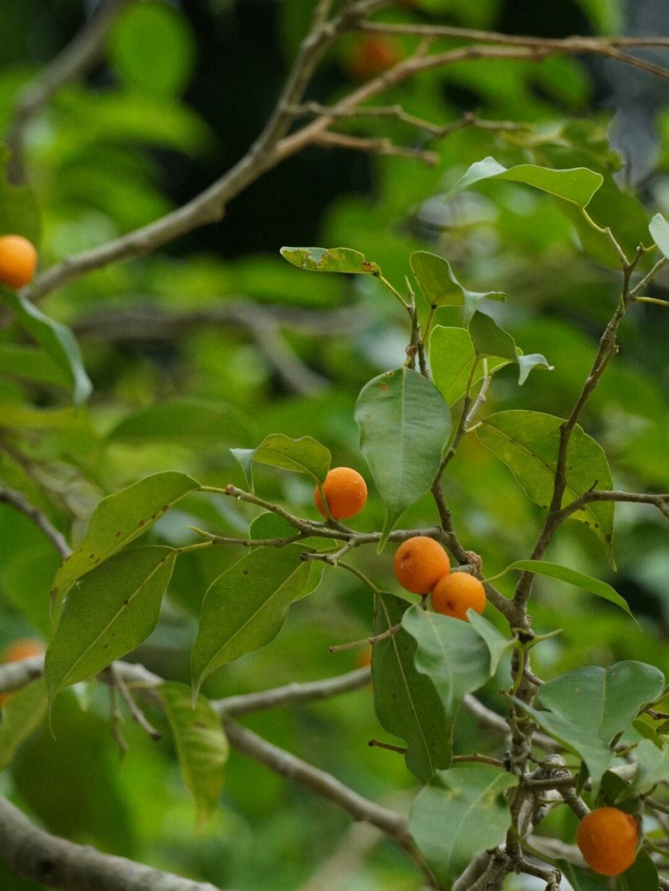 植物笔记276  垂叶榕(学名:ficus benjamina)是桑科榕属的植物.