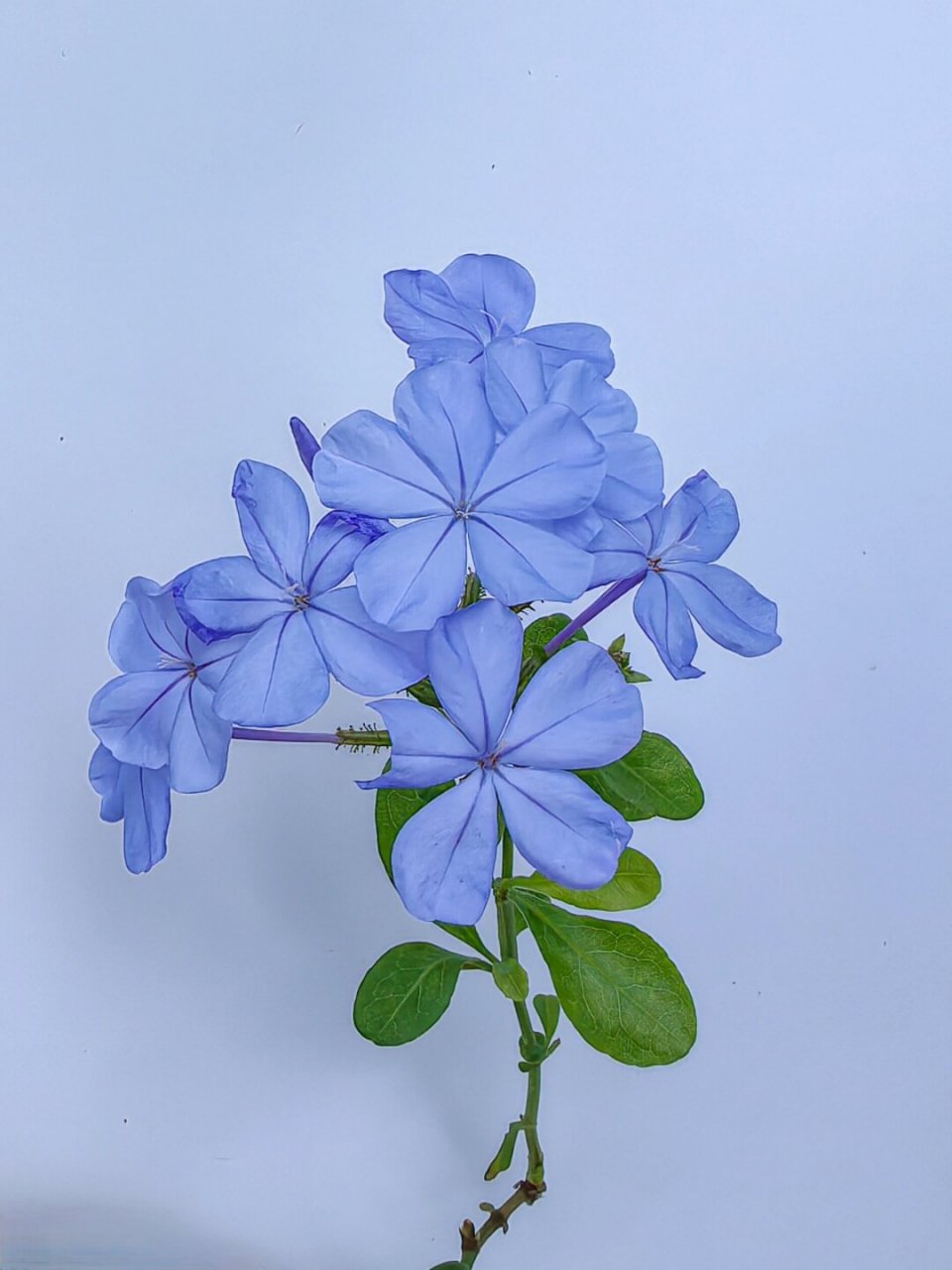 绘画素材:蓝花丹  蓝花丹,以其独特的蓝色花朵而闻名,是绘画中常用的