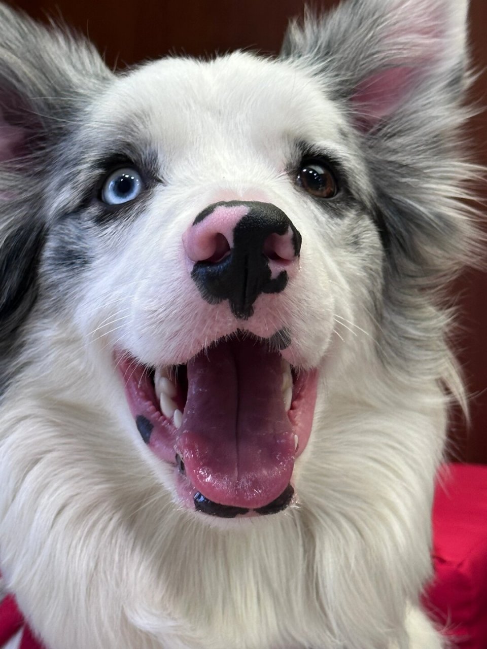 我家小犬憨态可掬,嘴巴大张,仿佛在探索世界的所有惊奇