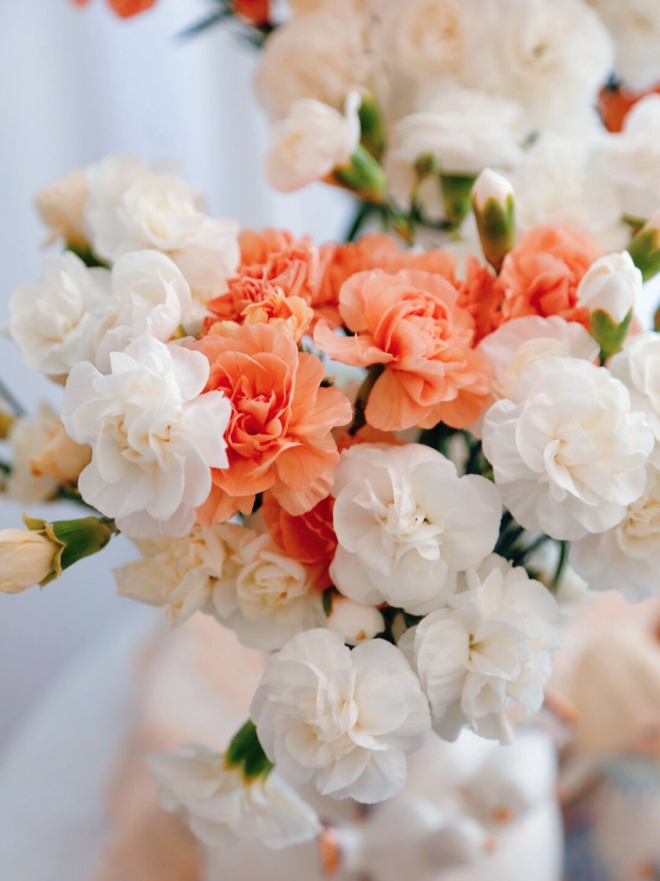 茉莉酒窝多丁康乃馨  茉莉多丁康乃馨是一种美丽的花卉,它的花瓣形状