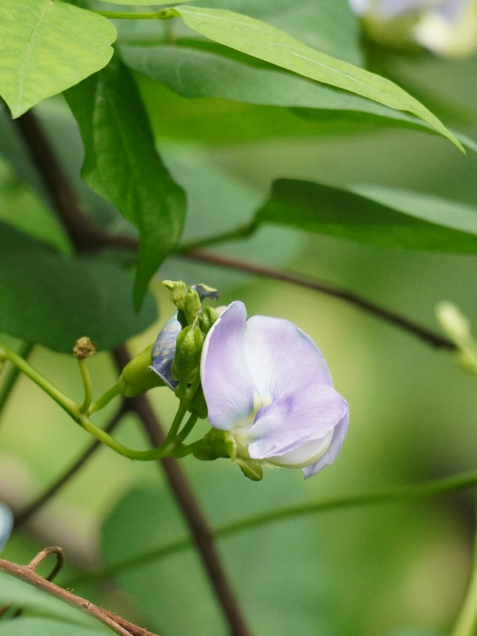 四棱豆花图片