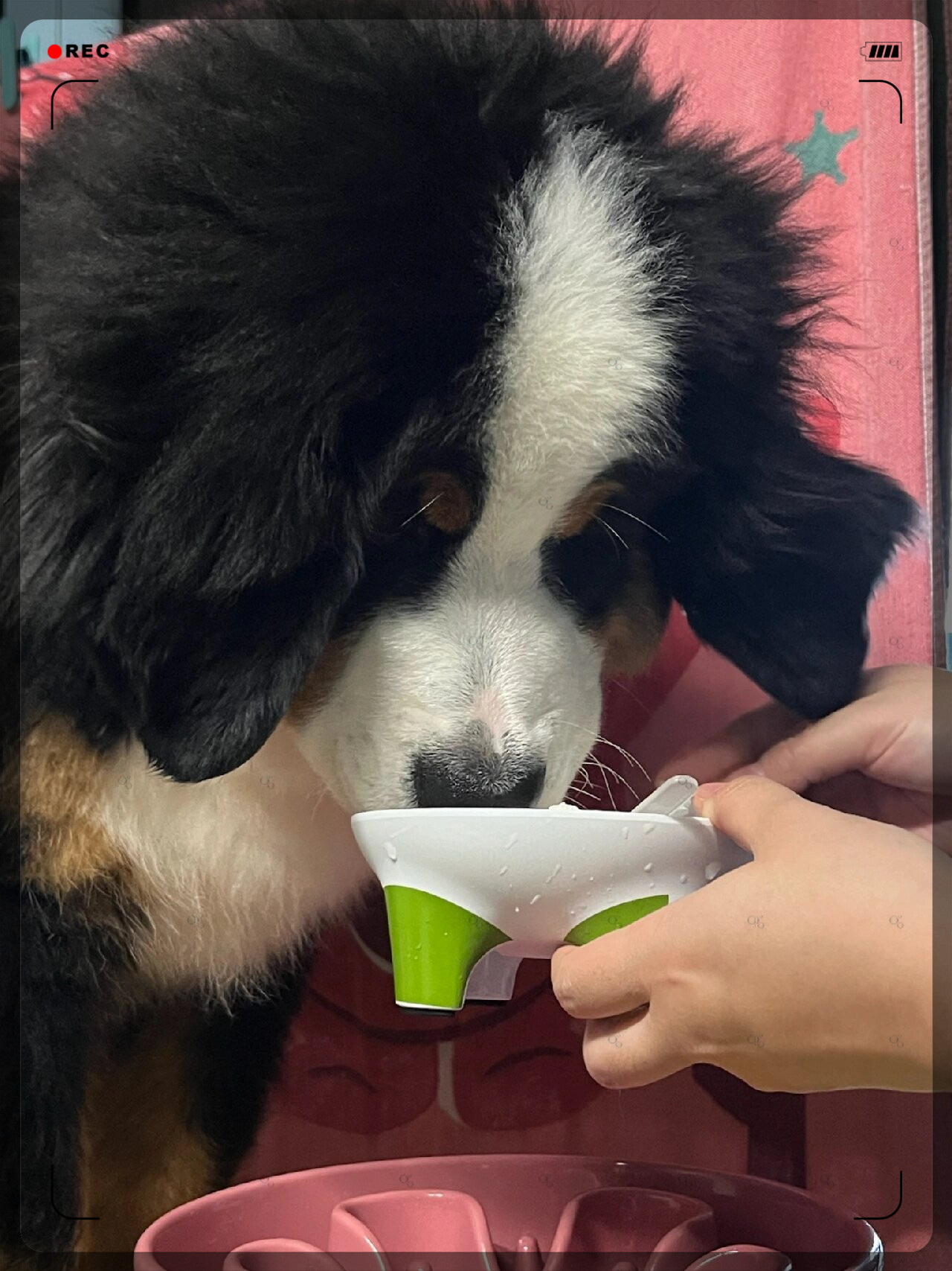 猪伯戒拱酸奶狗狗也爱喝