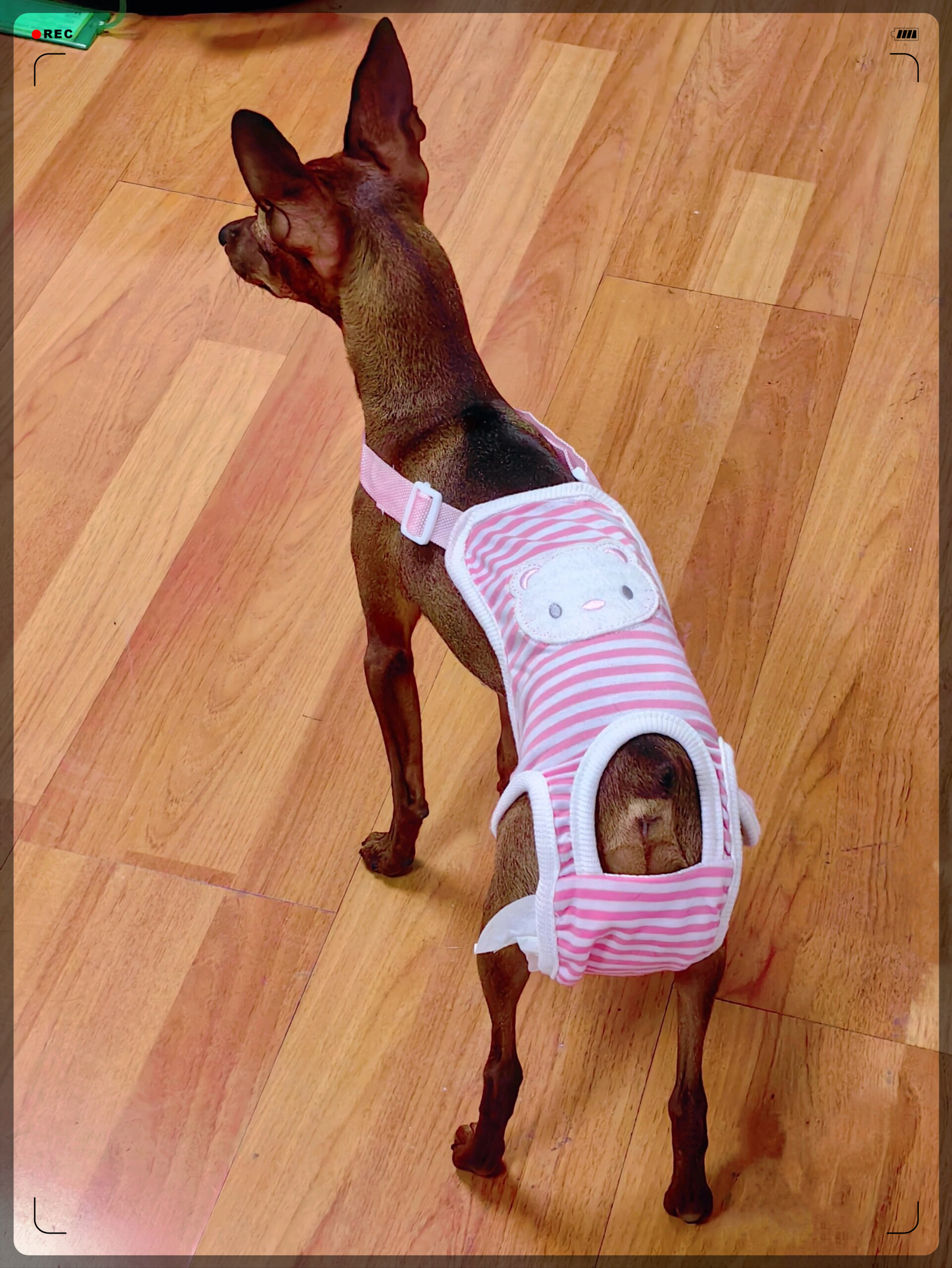 12.1妞妞长大啦!记录第一次生理期