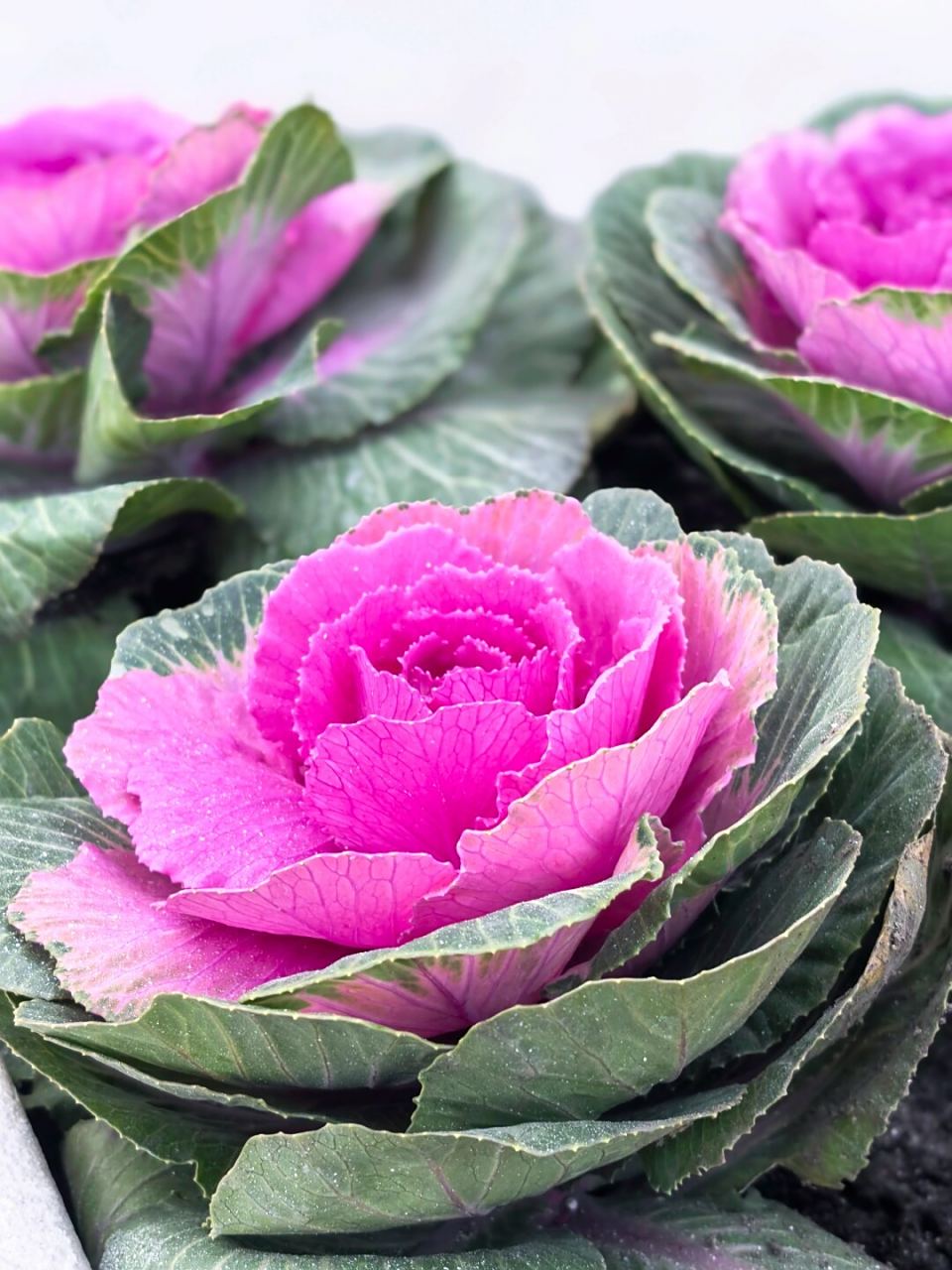 此外,野甘蓝还有许多别名,如包心菜,卷心菜,疙瘩白,猪肝心菜以及