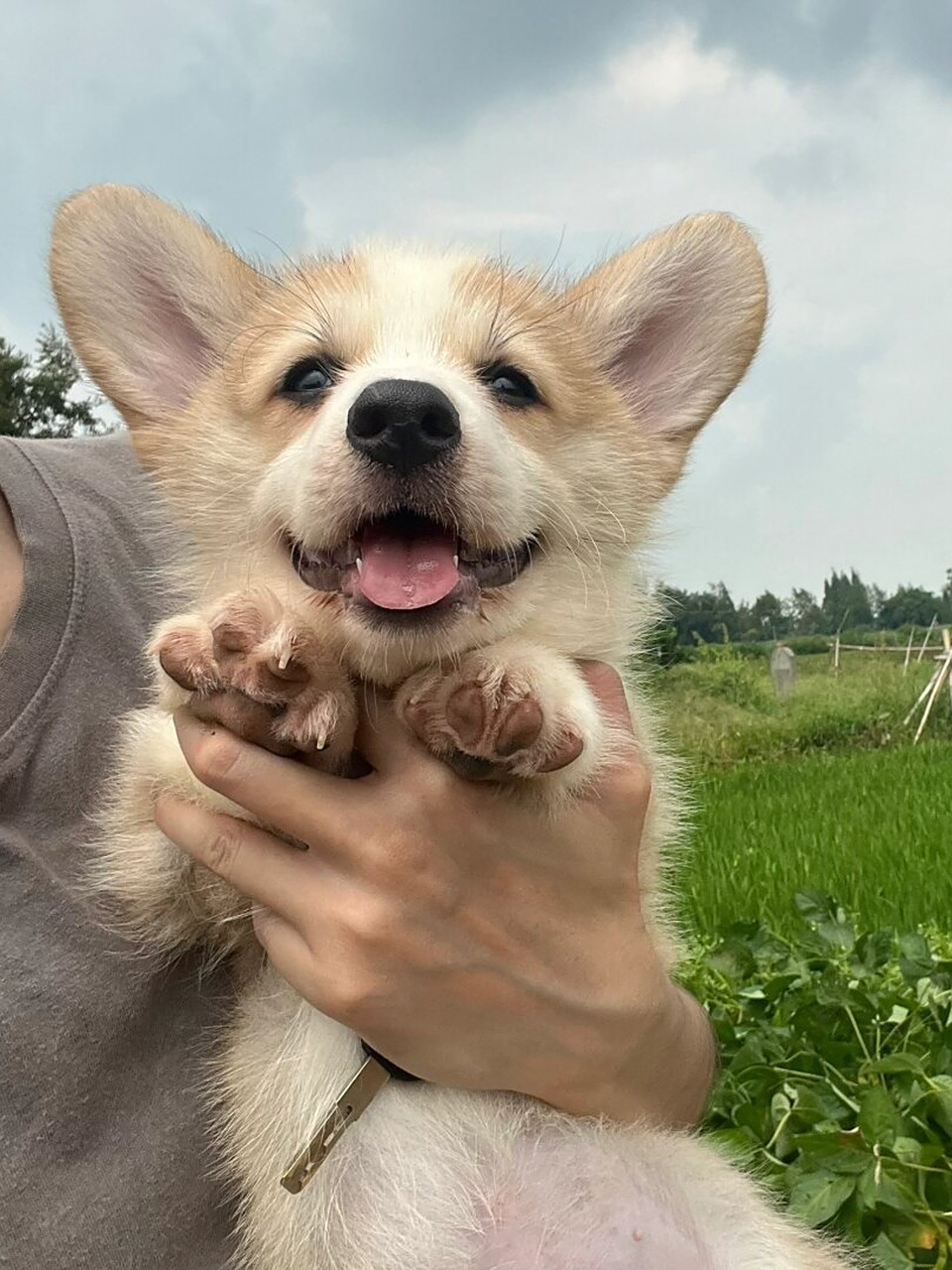 留尾奶油脸弟弟  可爱的奶油脸弟弟,小短腿柯基,现两个月大,已接种两