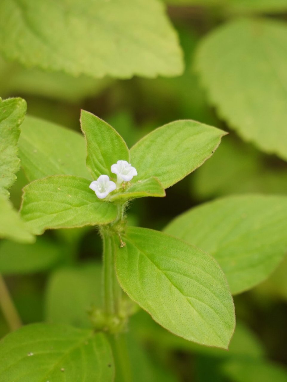 阔叶丰花草茎和枝均为明显的四棱柱形;叶椭圆形或卵状长圆形,花数朵
