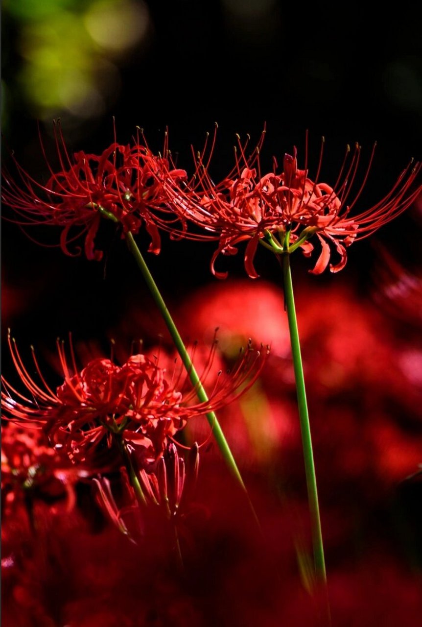 彼岸花  彼岸花,又称曼珠沙华,是一种具有神秘色彩的植物.