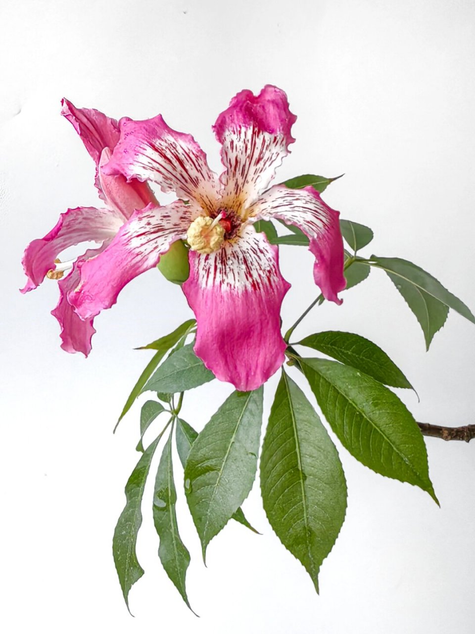 绘画素材:美丽异木棉  异木棉开花时,五彩斑斓,就像是从天而降的仙女