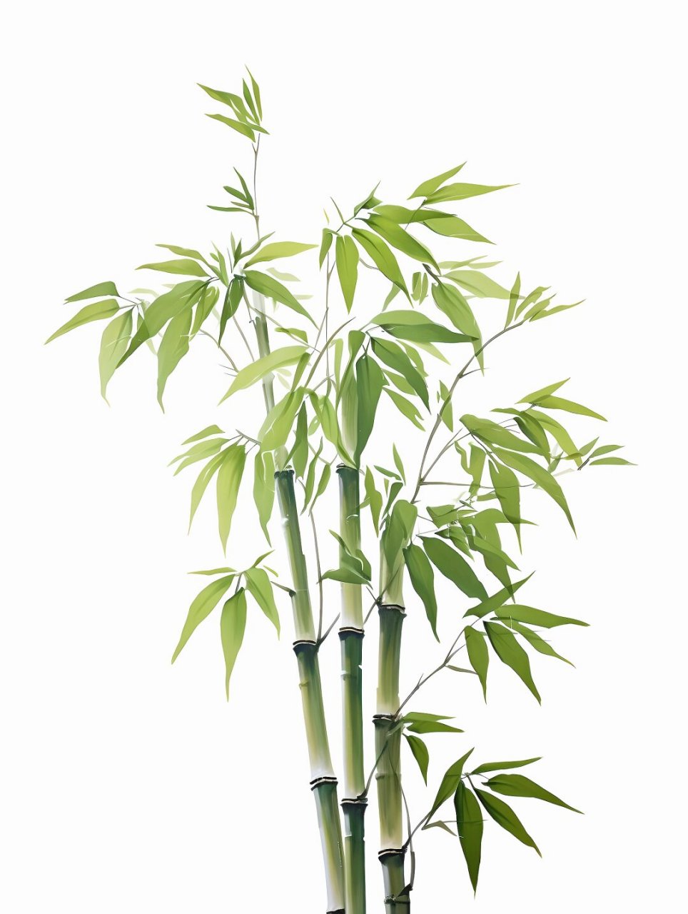 绘画素材1000篇—竹子素材  竹子是一种多年生的常绿草本植物,属于