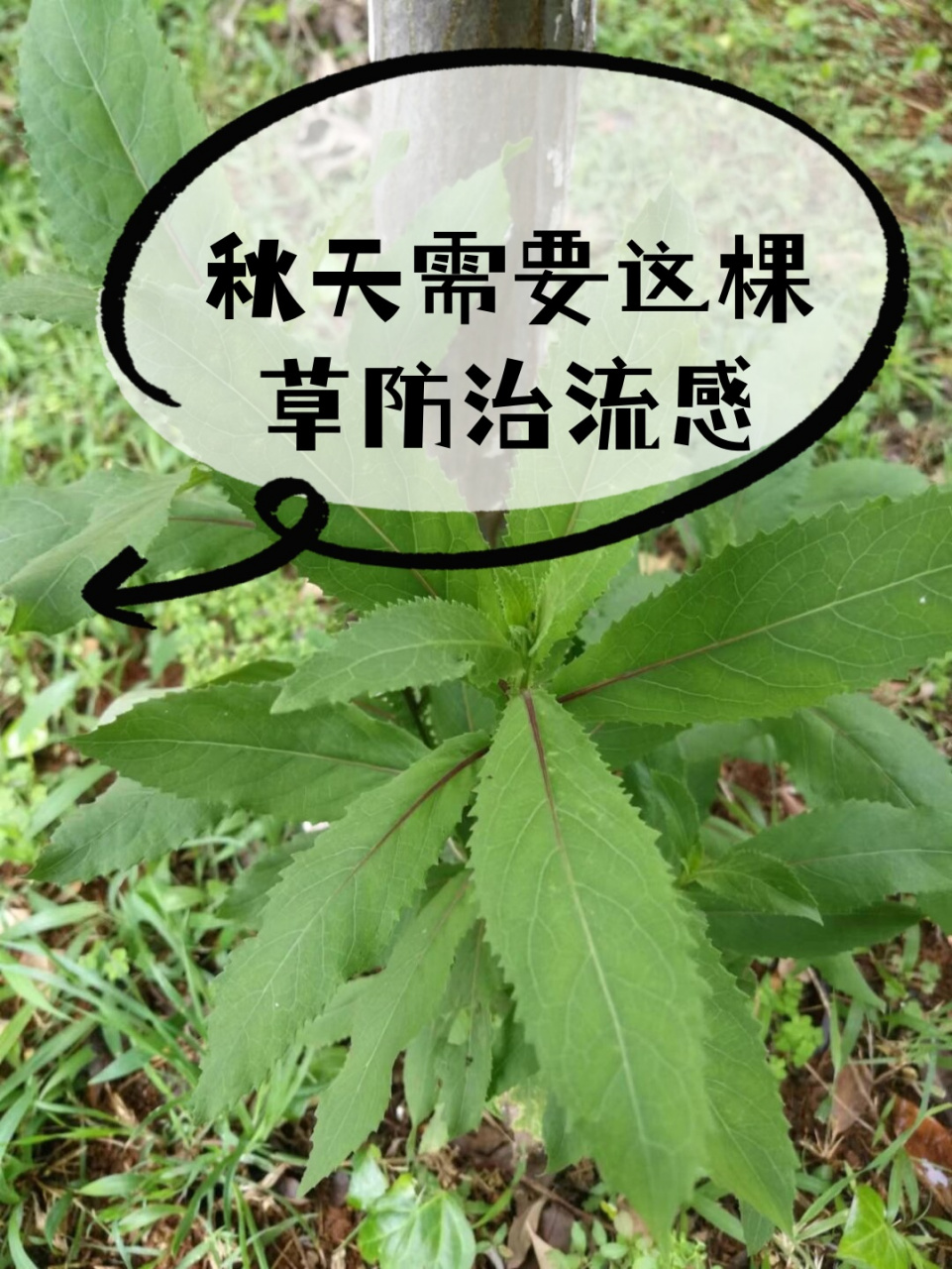 本草堂追风灵丹图片