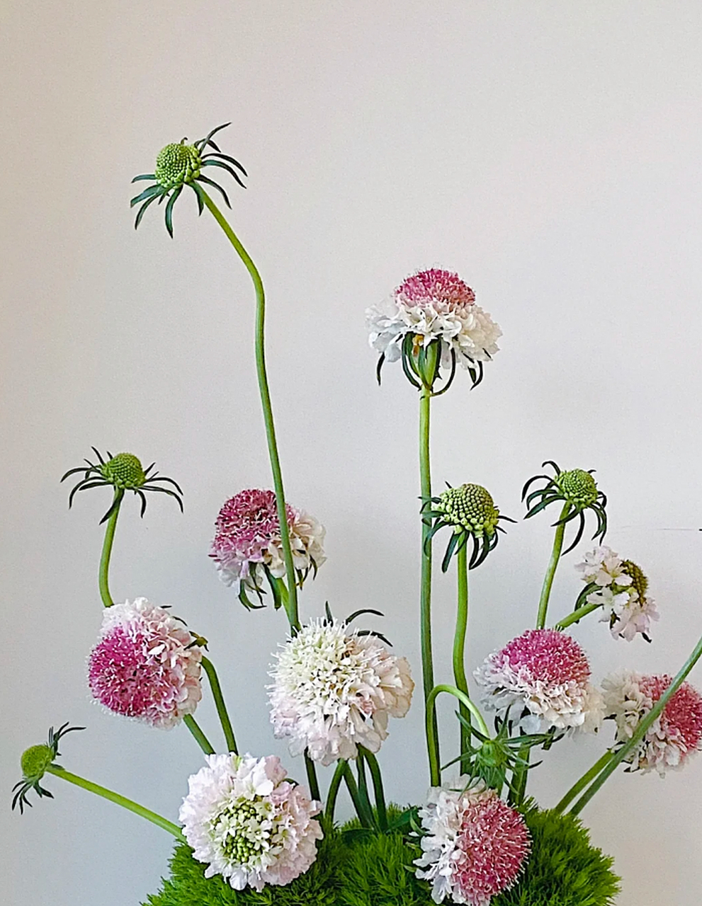 绿毛球与松虫草:自然之美的完美结合 在插花的世界里,绿毛球与松虫草