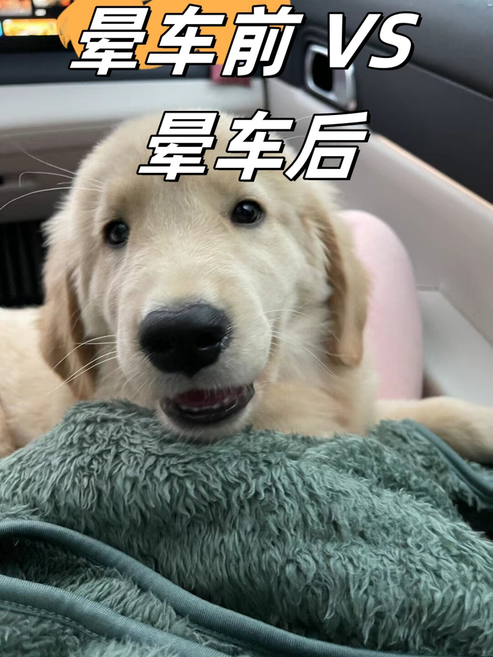 当你看到小狗晕车的模样时,你会忍不住笑出声来!